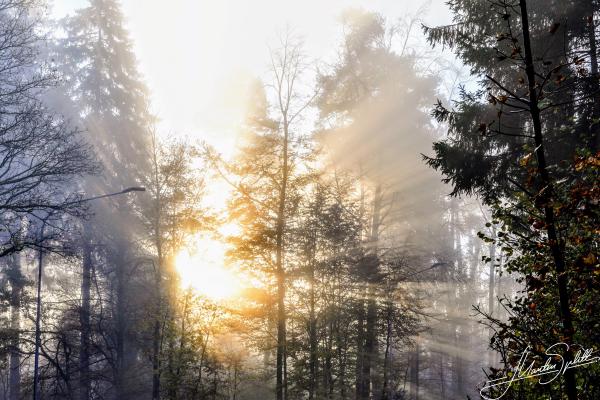 Licht bricht im Nebel durch die Bäume
