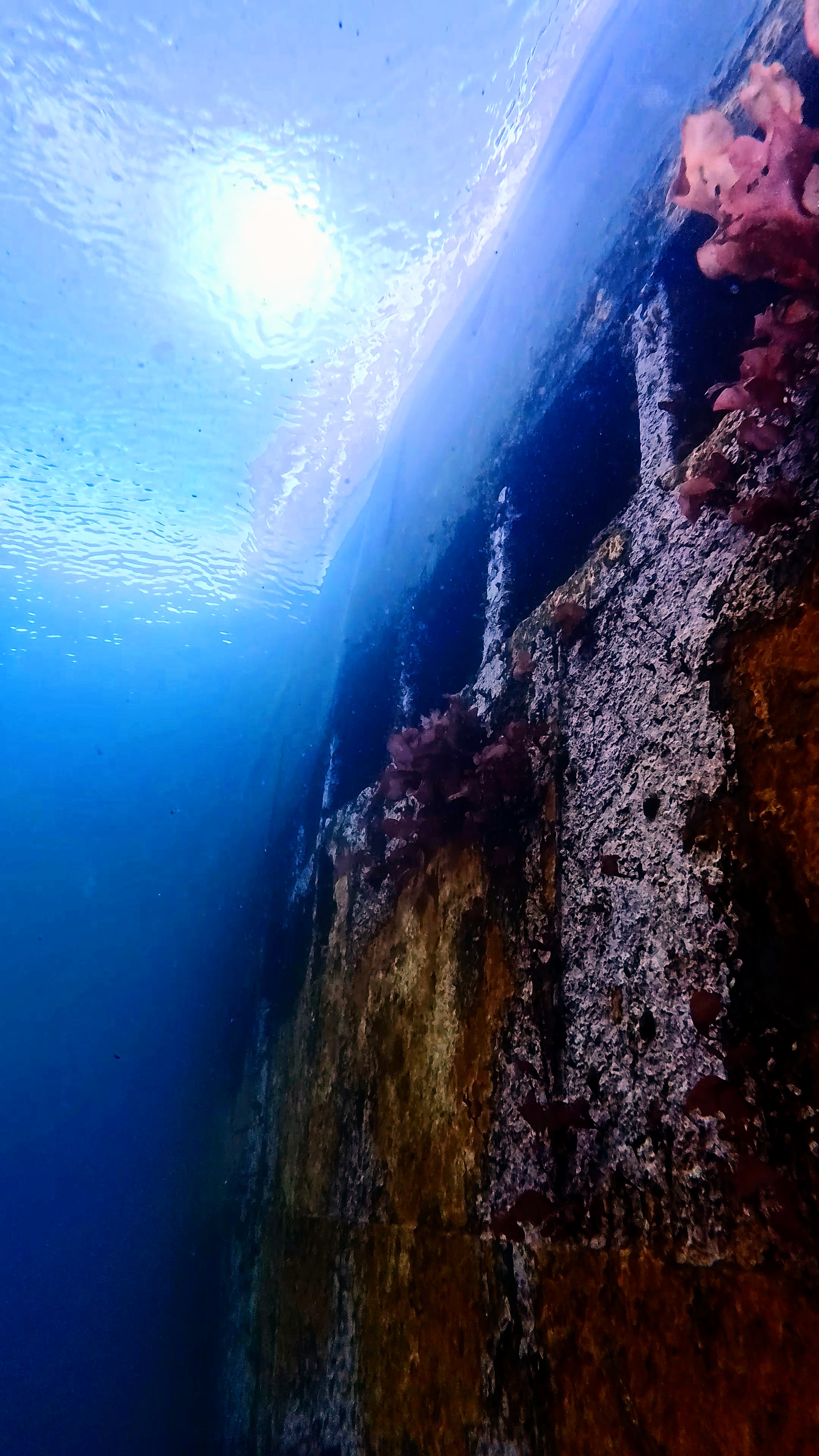 Das Wrack des Fabrikschiffs in der Antarktis wurde von der Natur zurückerobert