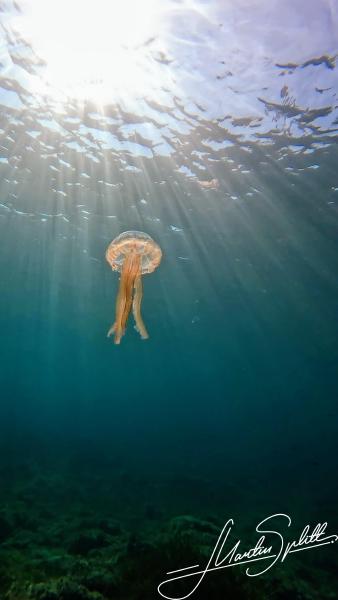 Eine Qualle badet im strahlenden Sonnenschein