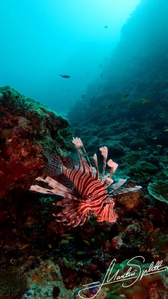 Ein Feuerfisch wartet auf Beute am Riff