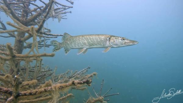 Ein Hecht lauert im Zürichsee