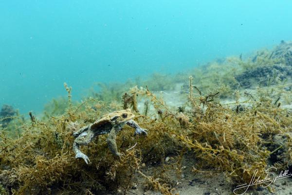 Jedes Jahr gehen Kröten auf Tauchgang im Vierwaldstättersee, um einen Partner zu finden