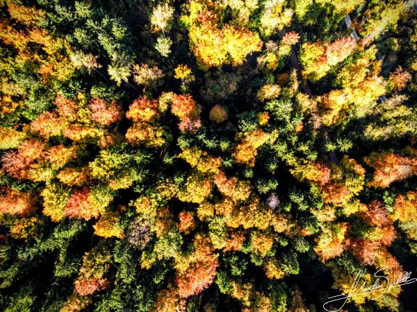 Der Herbst von oben